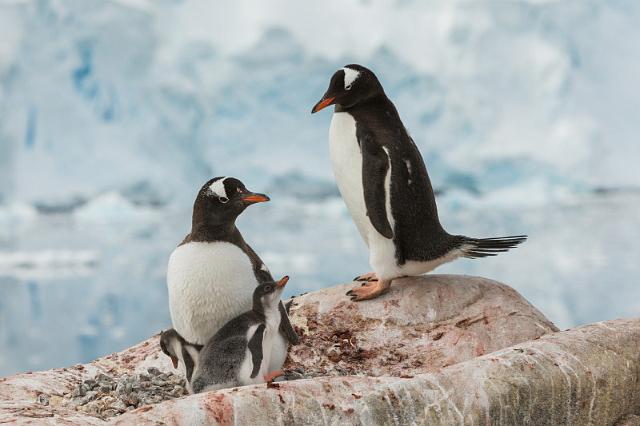 124 Antarctica, Port Lockroy, ezelspinguins.jpg